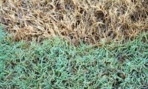 Problems with Bermuda Grass Growth