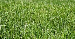 Qualities of Tall Fescue