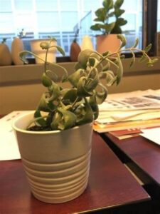 Reasons For Dying Succulent