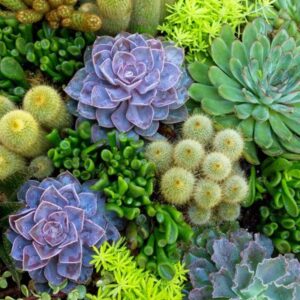Revive Succulent Plant Guide