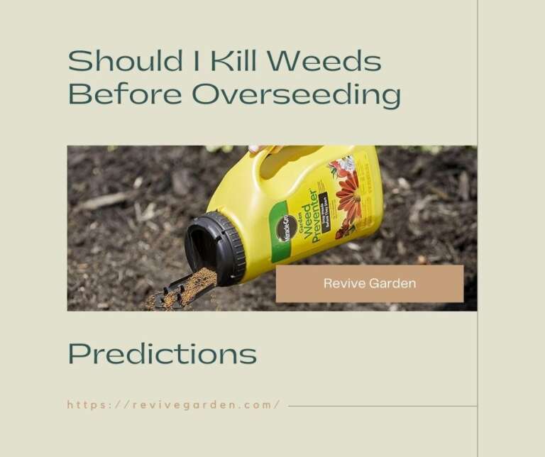 Should I Kill Weeds Before Overseeding? Predictions Revive Garden
