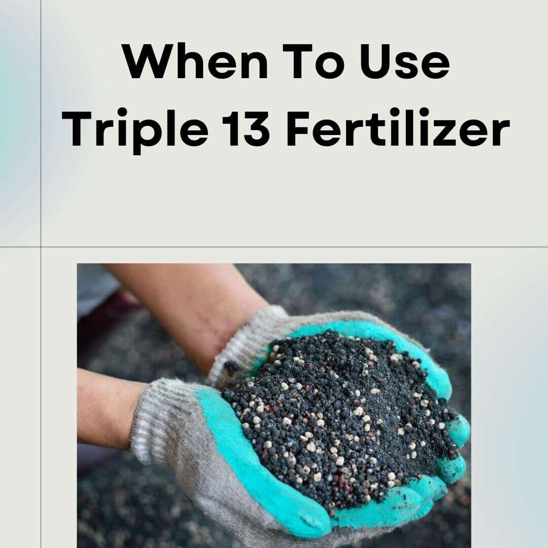 When-To-Use-Triple-13-Fertilizer