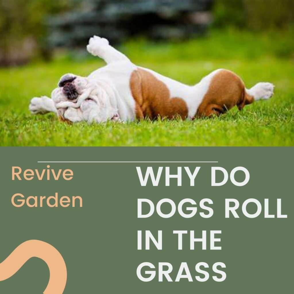 Why Do Dogs Roll in the Grass? Is It Fun for Dogs? Revive Garden