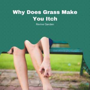 Why-Does-Grass-Make-You-Itch