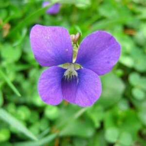 Wild Violet (Viola Sororia)