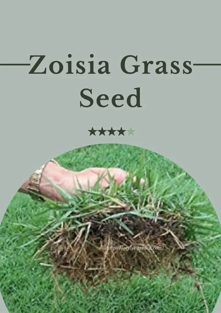 Zoysia Grass Seed All You Need to Know Revive Garden