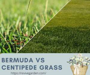 bermuda-vs-centipede-grass