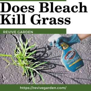 does-bleach-kill-grass