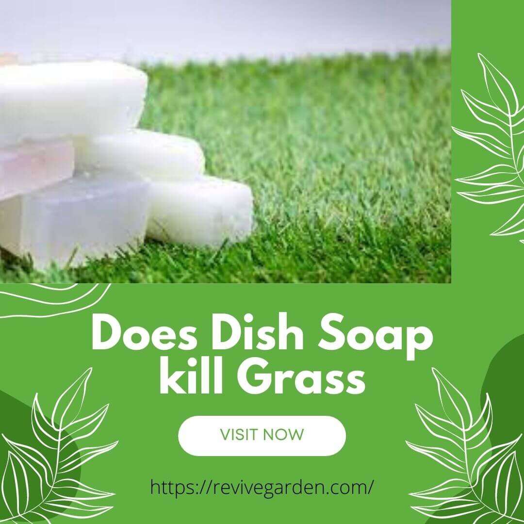 does-dish-soap-kill-grass