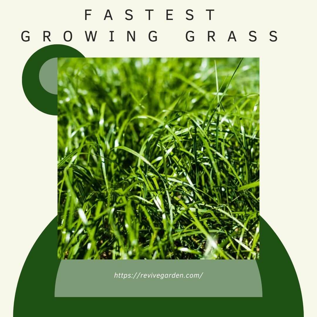 fastest-growing-grass