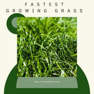 fastest-growing-grass