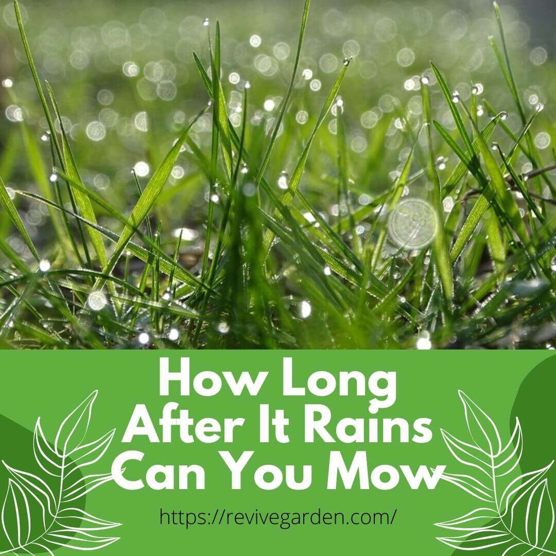 how-long-after-it-rains-can-you-mow