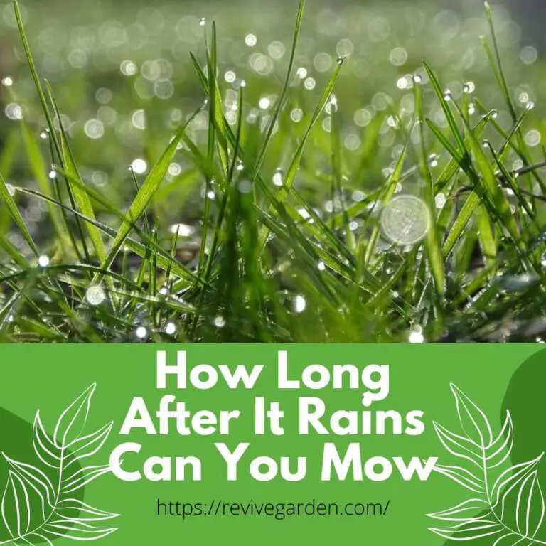 how-long-after-it-rains-can-you-mow-actionable-tips-revive-garden