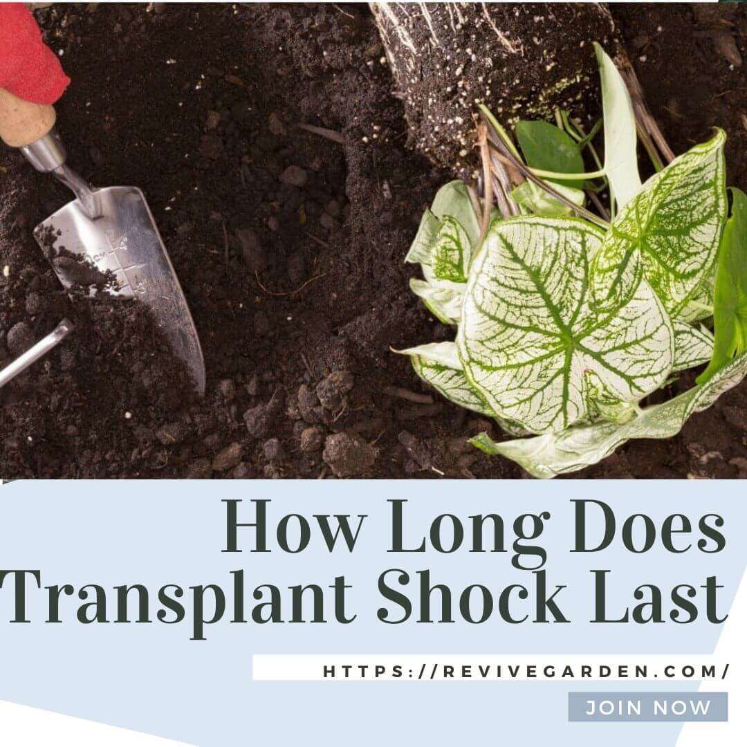 how-long-does-transplant-shock-last