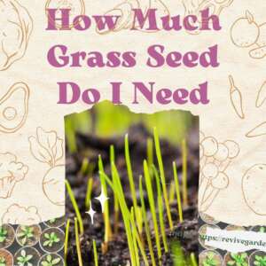 how-much-grass-seed-do-i-need