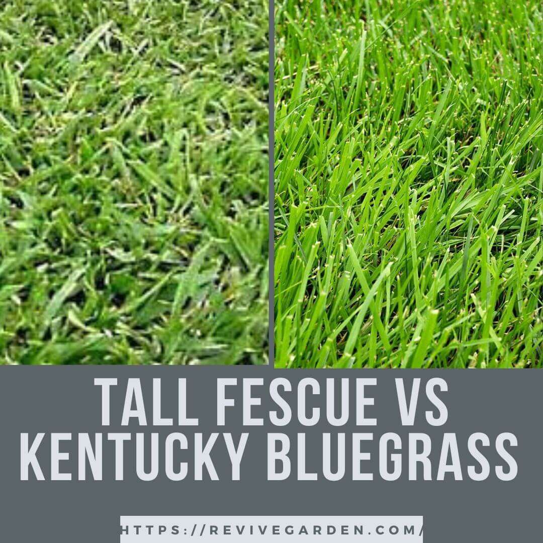 tall-fescue-vs-kentucky-bluegrass
