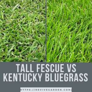 Tall Fescue Vs Kentucky Bluegrass 300x300 