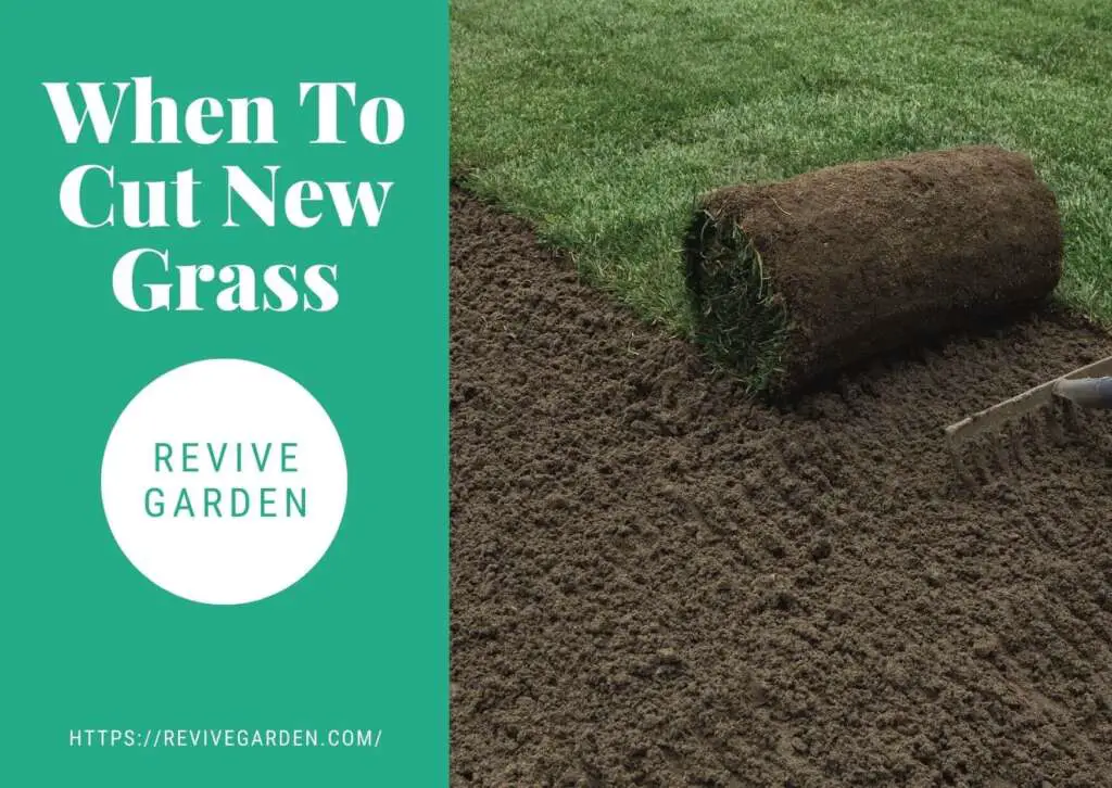 When To Cut The New Grass? Guide for Optimal Lawn Care
