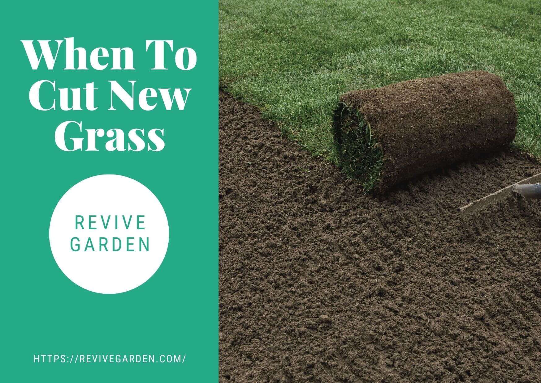 when-to-cut-new-grass