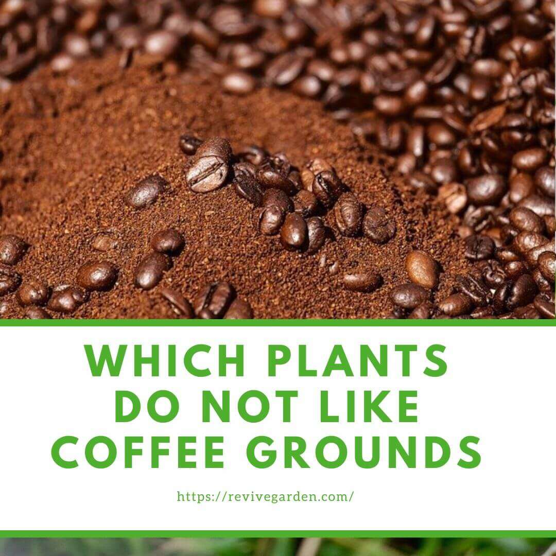 which-plants-do-not-like-coffee-grounds