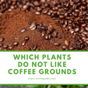 which-plants-do-not-like-coffee-grounds