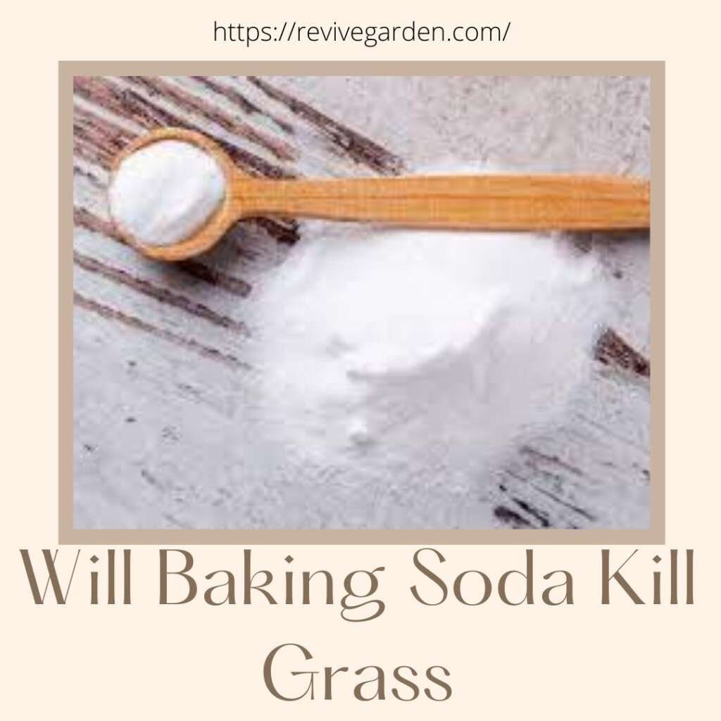 Will Baking Soda Kill Grass? It Is So Amazing! Revive Garden