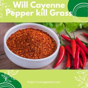 will-cayenne-pepper-kill-grass