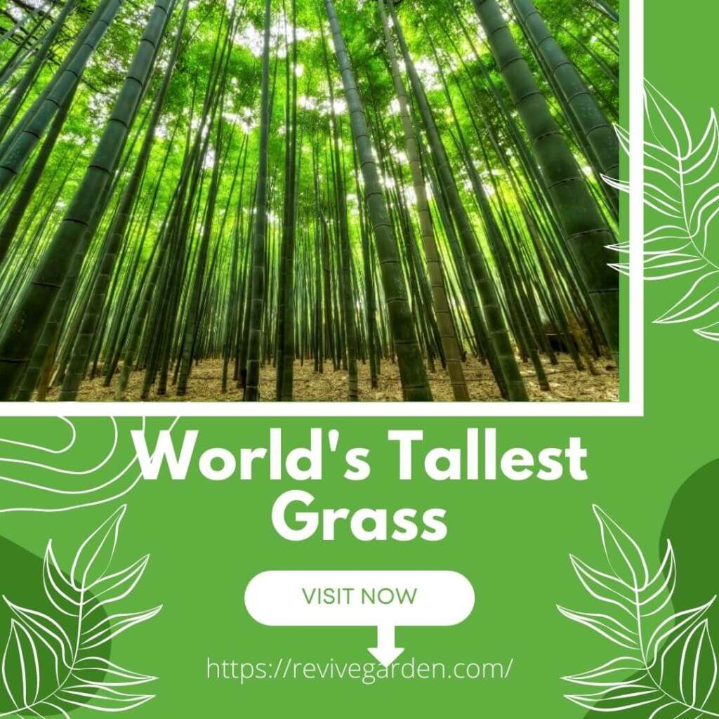 Top 30+ Background Images what is the tallest type of grass? Excellent