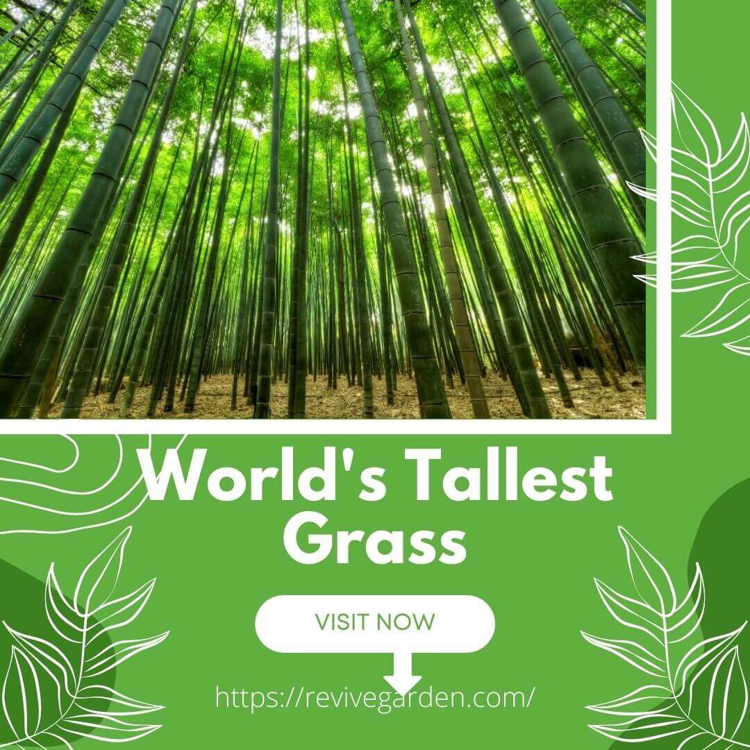 All 105+ Images what is the tallest grass on earth Completed