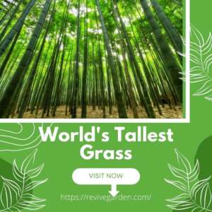 worlds-tallest-grass