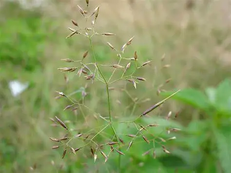 Invasive Grass Weeds Identification Pictures: Healthy Grass