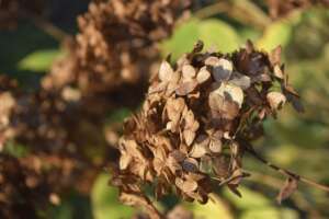 Bring Back Dying Hydrangeas