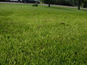 Fix Yellow At St. Augustine Grass