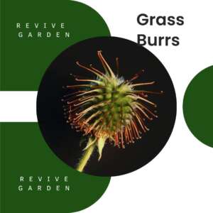 Grass-Burrs