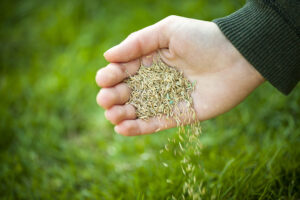 Grass Seeds to Overseed With