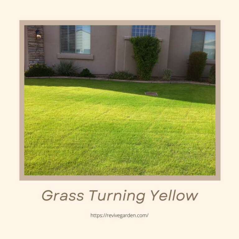 Grass Turning Yellow AttentionGrabbing Ways Revive Garden