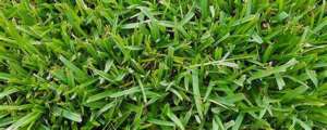 How To Make St Augustine Grass Thicker - Easy Methods