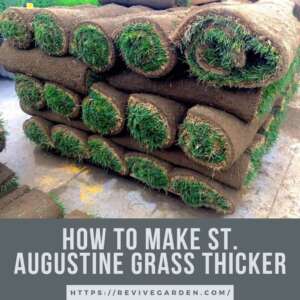 How-To-Make-St.-Augustine-Grass-Thicker