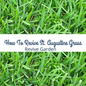How-To-Revive-St.-Augustine-Grass