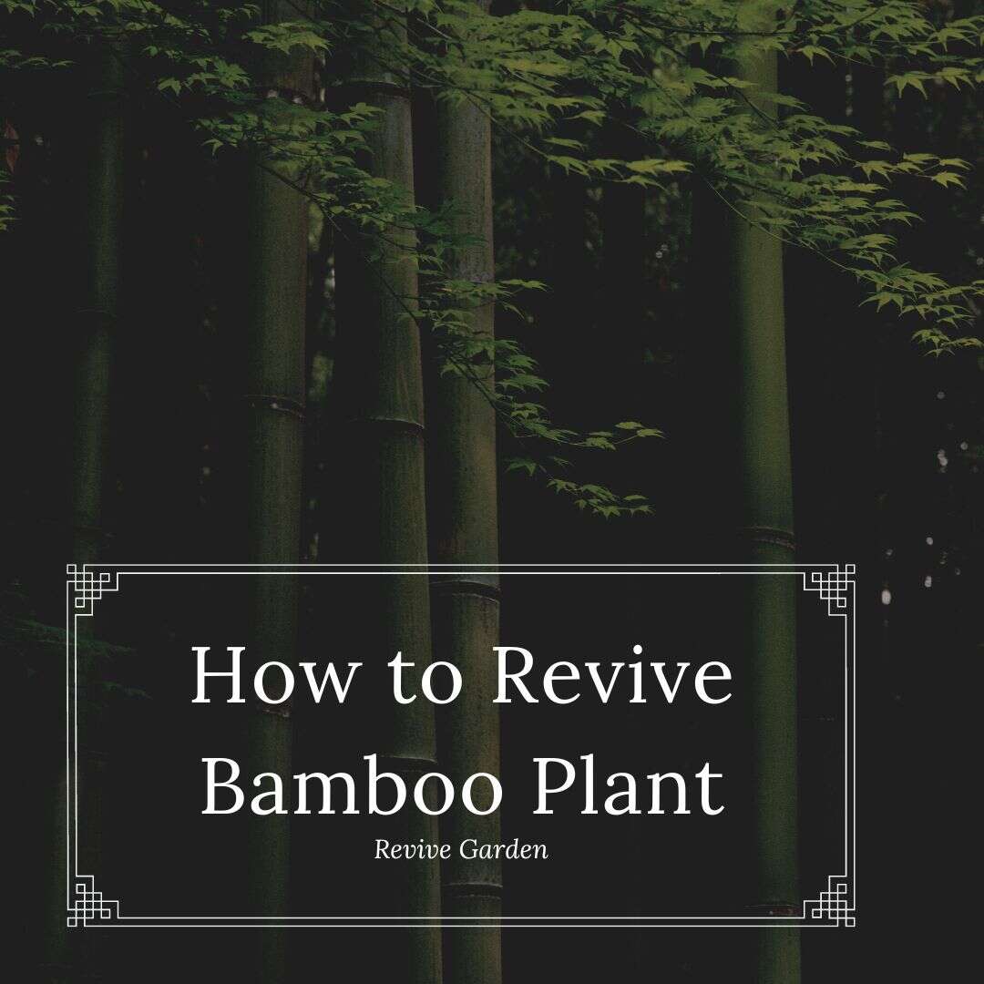 How-to-Revive-Bamboo-Plant
