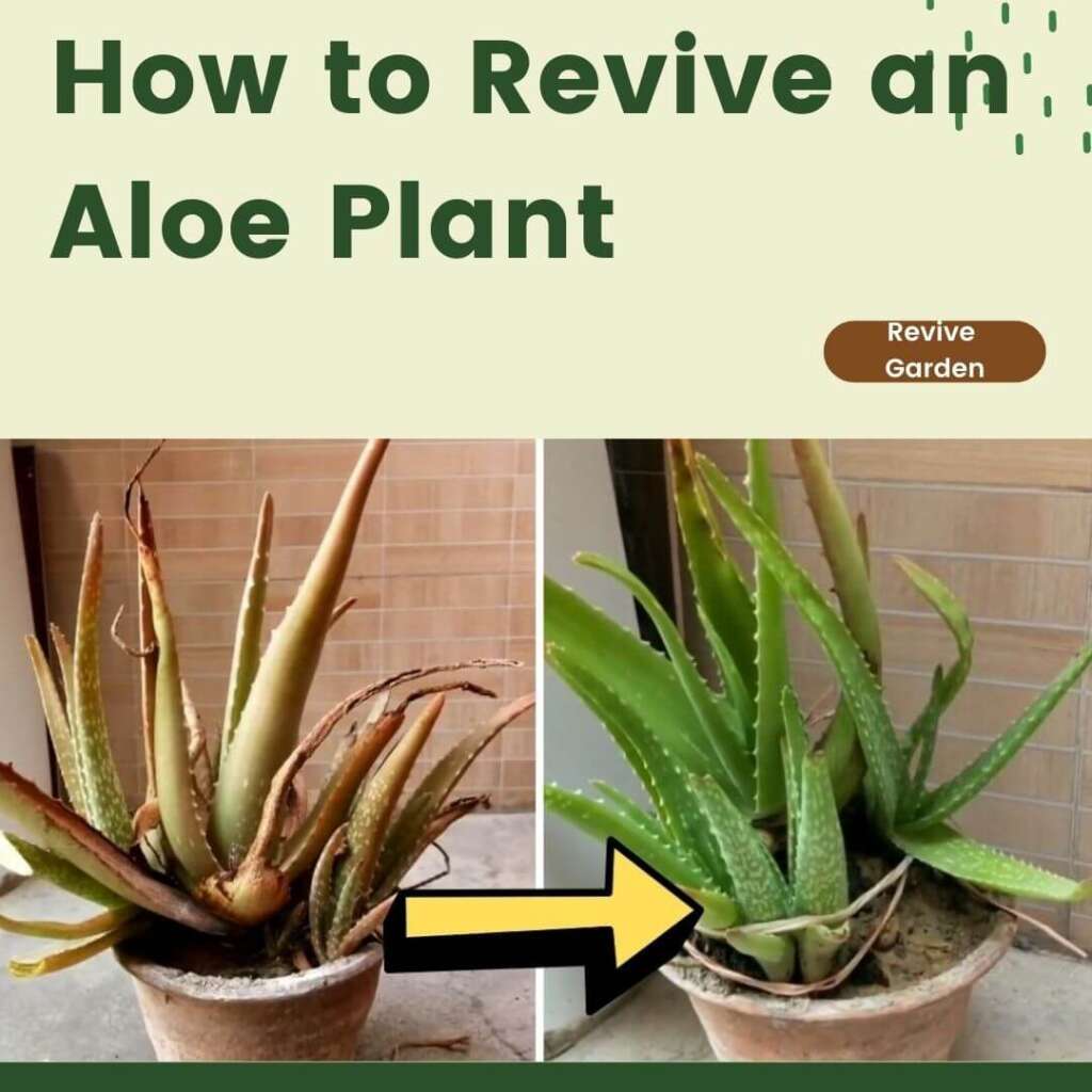 How to Revive an Aloe Plant? - Step-By-Step Guide