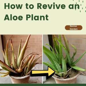 How-to-Revive-an-Aloe-Plant