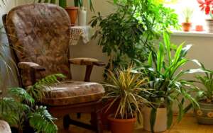 Move Plants Indoors