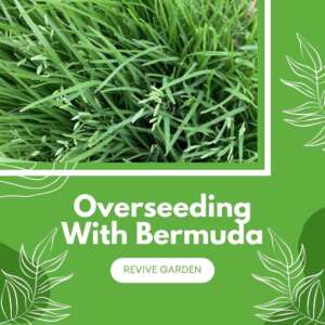 Overseeding-With-Bermuda