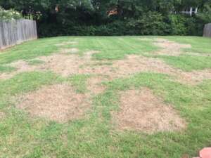 Patchy St. Augustine Grass