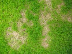 Pests Cause Grass to Turn Yellow