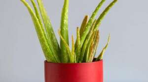 Signs that Aloe Plant is Struggling