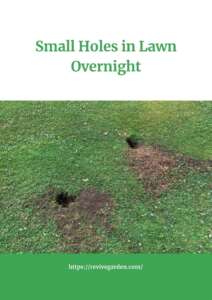 Small-Holes-in-Lawn-Overnight