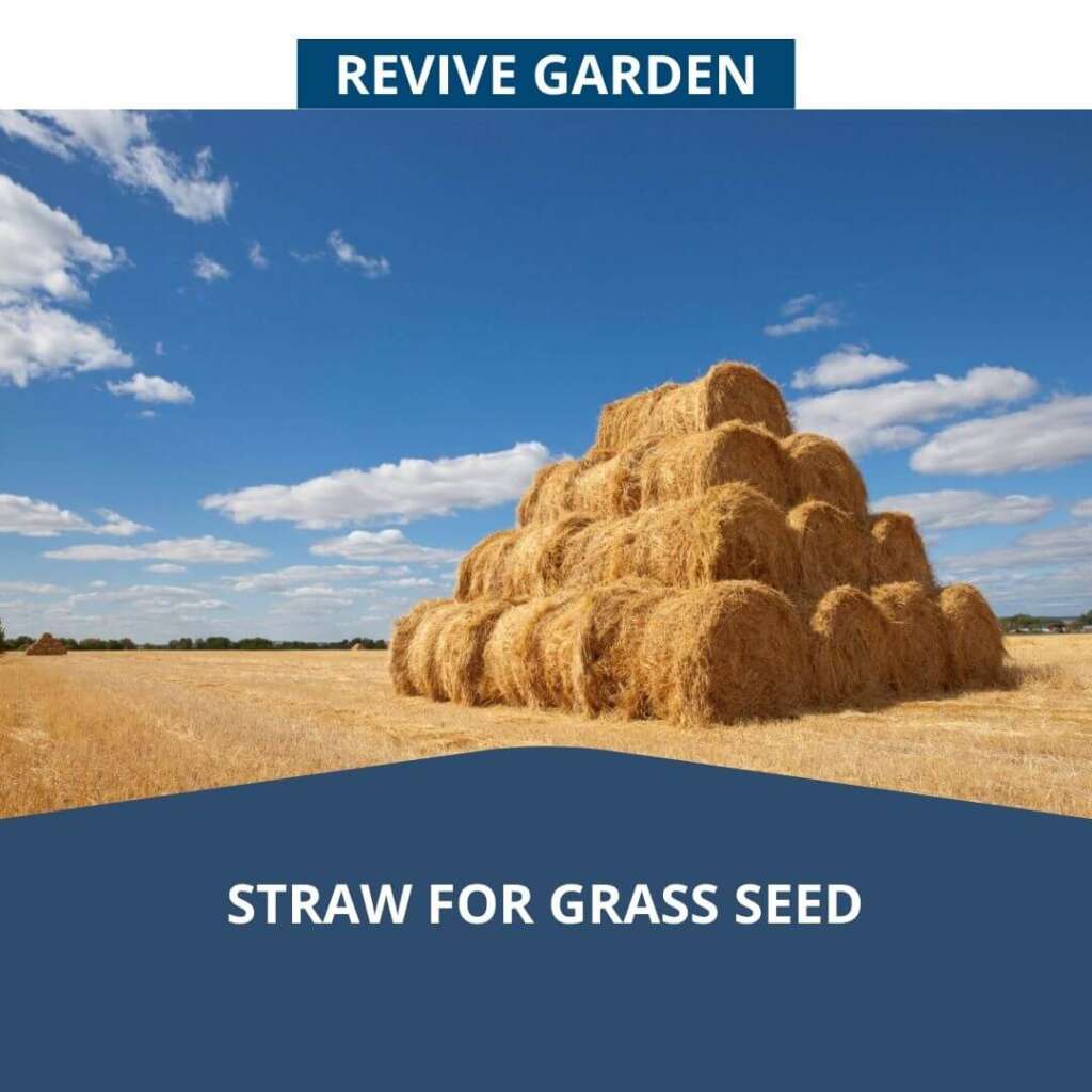 Straw For Grass Seed The Ultimate Convenience Revive Garden