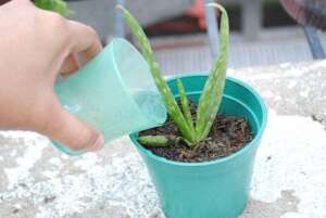 Water the aloe plant thoroughly